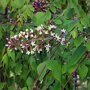 Gymnoclados dioicus bloemtros
